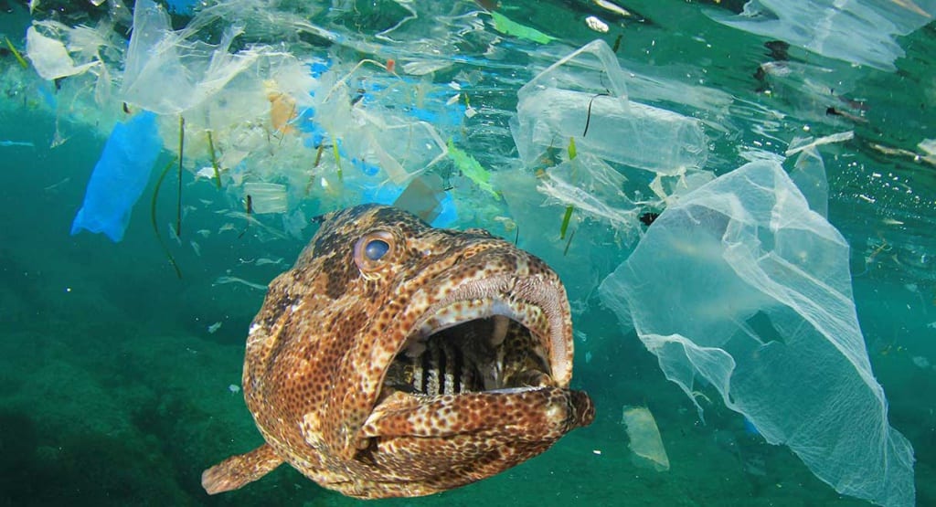 Plastics Are Hazardous To The Marine Life Killing Million Aquatic 