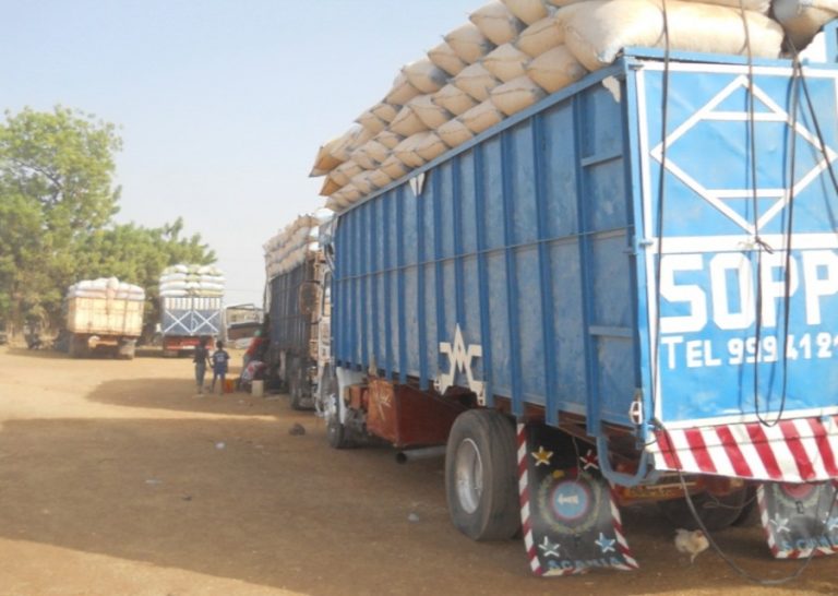Gambia loses bulk of her groundnuts to Senegalese operators
