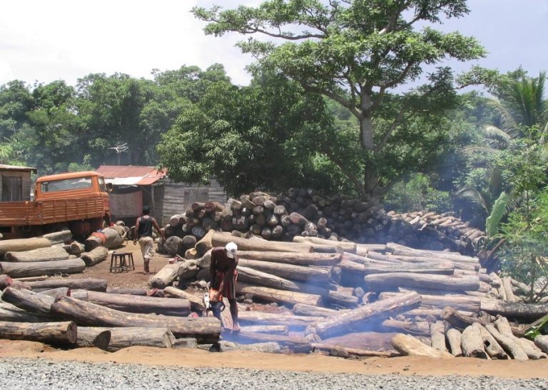 Swiss rights group accuses Jammeh ally of illegal timber trade