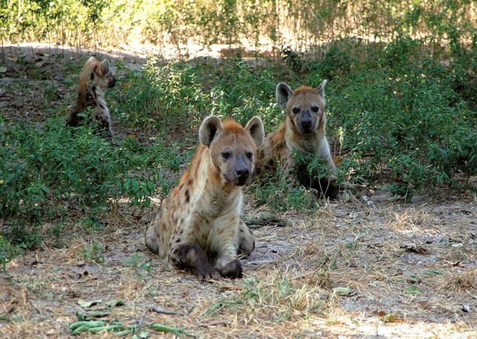 hyena