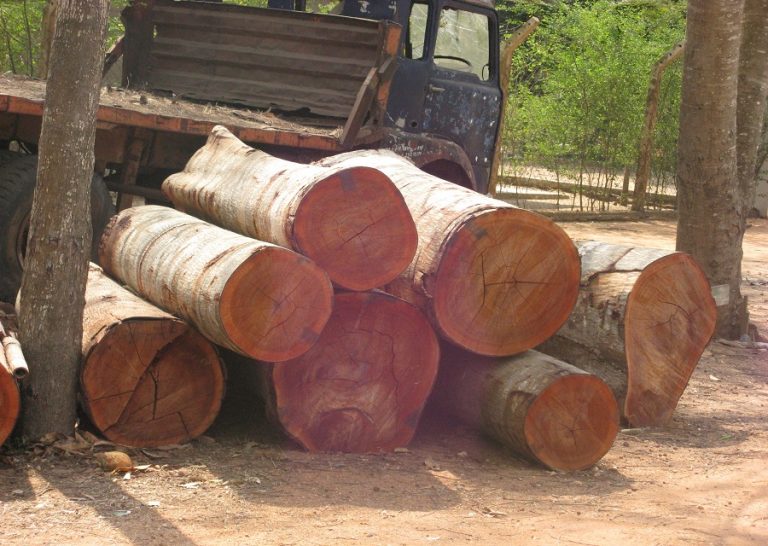 14 charged with illegal timber dealing