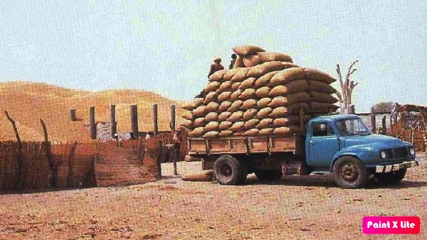 rice
