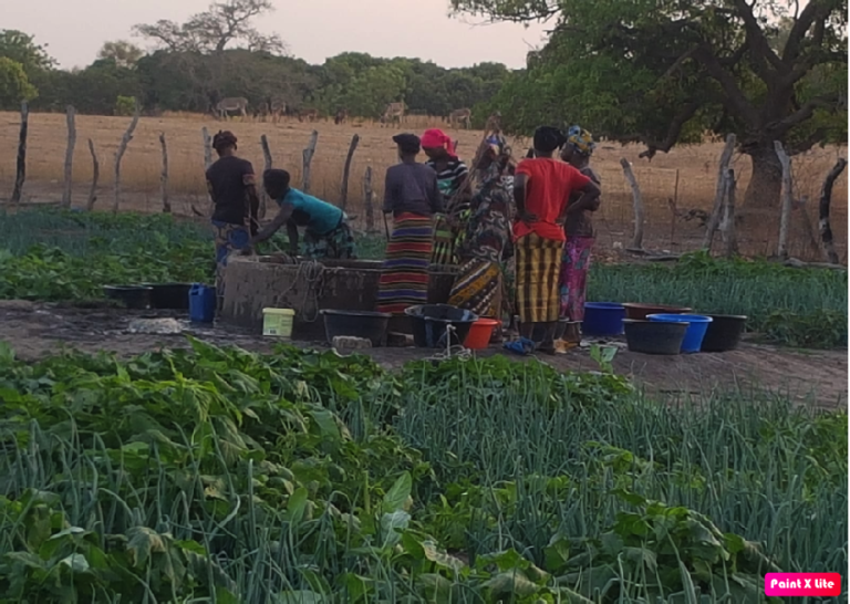 Women gardeners in Barrow Kunda calls for support