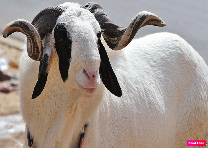 livestock sheep