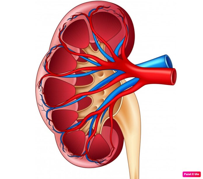 kidney