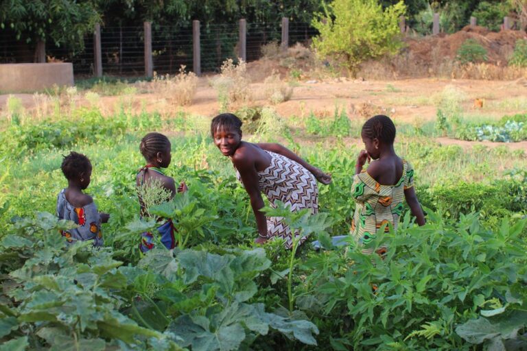 AFD, IFAD join hands to promote food security in Gambia