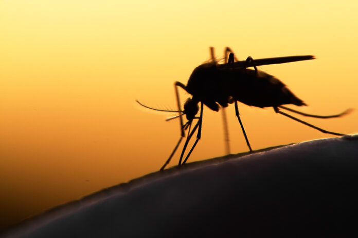 mosquitoes