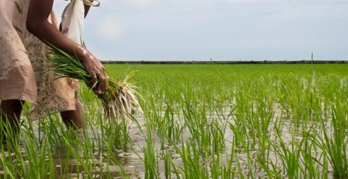 Cote-d-ivoire-rice-farming
