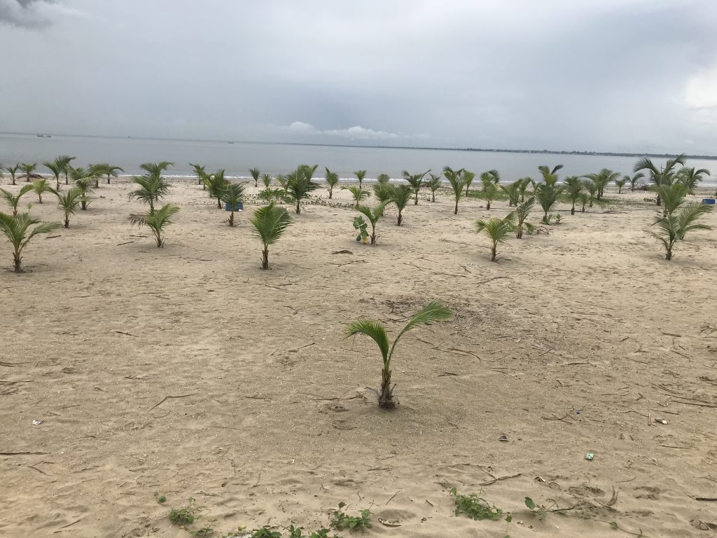 Some of the planted trees in infancy