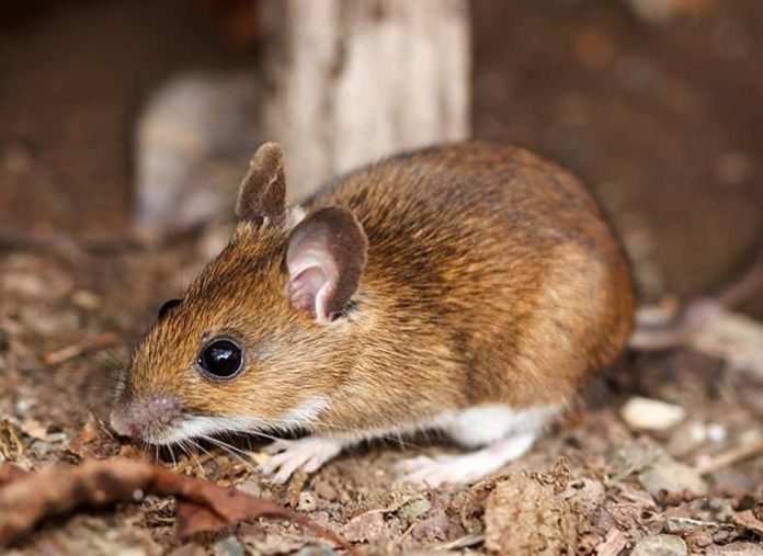 mouse1