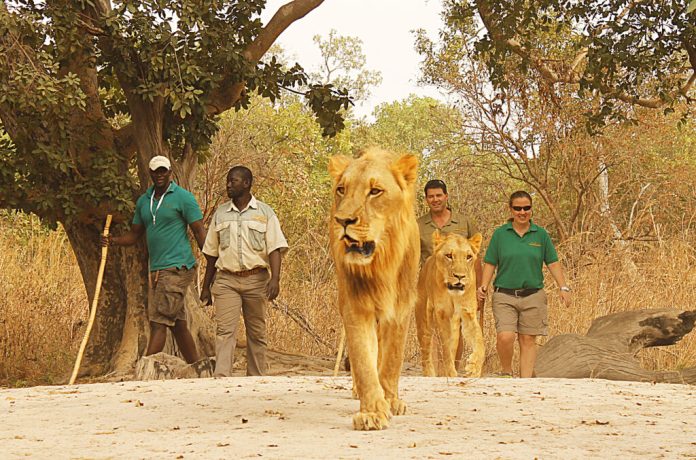 Walking with lions