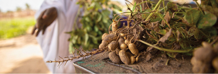 Groundnut g