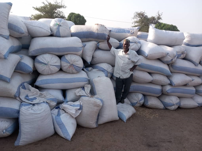 groundnut farm